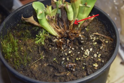 mazoji heli.jpg