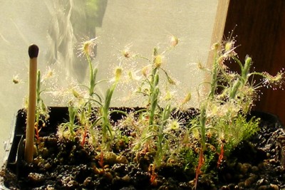 D.scorpioides trecioji karta.JPG