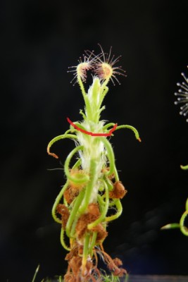 D. scorp.2013.jpg