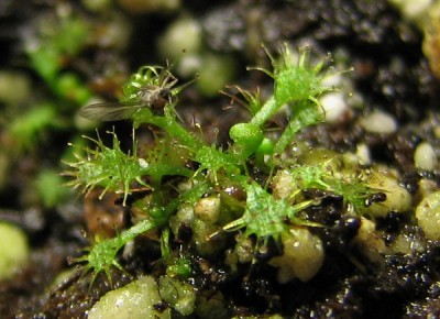 Drosera_spatulata-vi.jpg