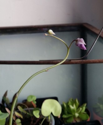 Utricularia longifolia 2013-12-31.jpg