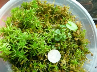 nelumbifolia hibridas.JPG