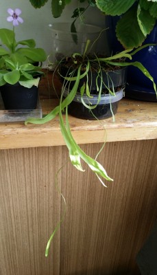 Utricularia longifolia 2014-09-03.jpg
