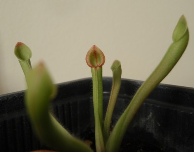 Heliamphora minor pasidaziusi.JPG
