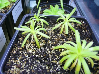 P_moctezumae-gacilis.JPG