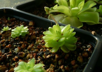 Pinguicula jaumavensis.JPG