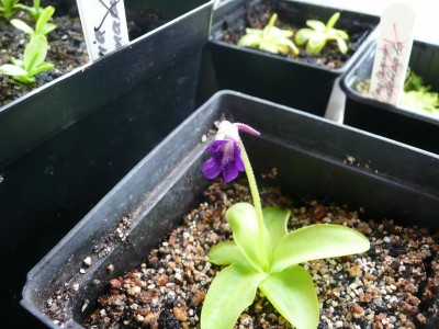Pinguicula grandiflora prazydes.JPG