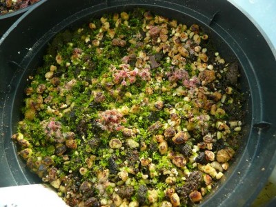 Drosera_paradoxa.JPG