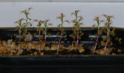 D. roseanna.JPG