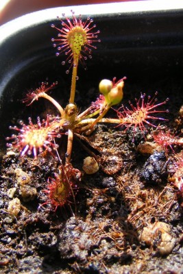 D. intermedia.JPG