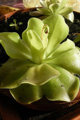 DSCF0474.JPG