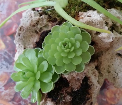 Pinguicula jaumavensis 2013-11-02.jpg