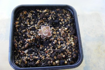 Pinguicula debbertiana 2012-08-01.JPG