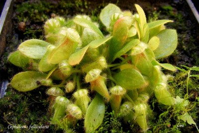 Cephalotus follicularis'13...jpg