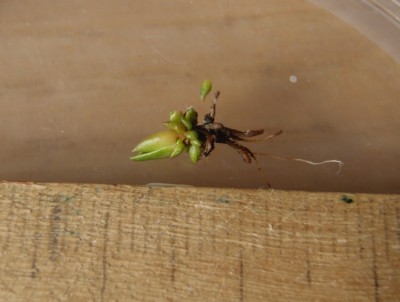 Pinguicula grandiflora 2013.09.21.JPG
