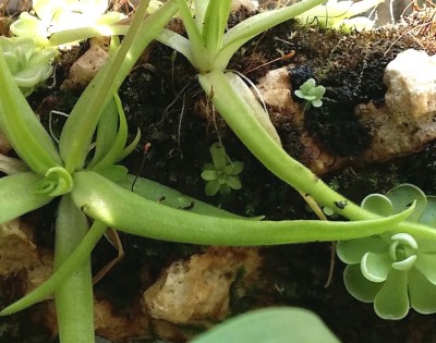 Pinguicula rotundiflora 2014-10-09.jpg