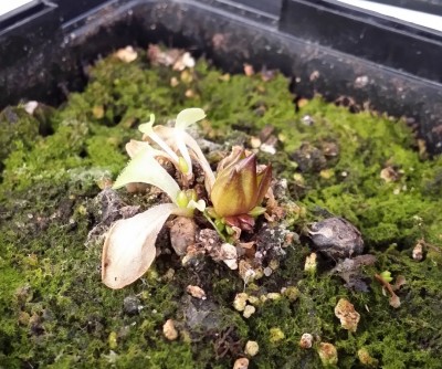 Pinguicula grandiflora 2013-11-02 2.jpg