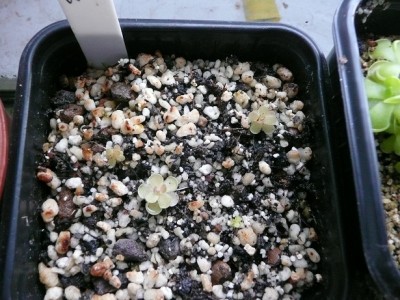 P1130643 pinguicula debbertiana.jpg