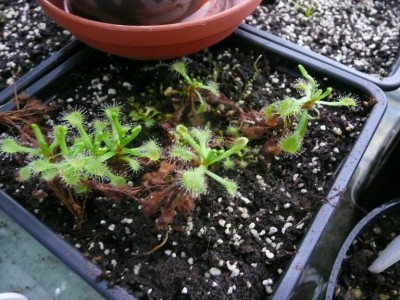 Drosera madagascariensis.jpg