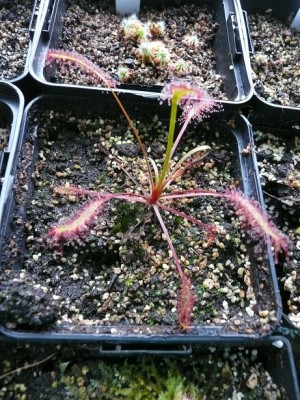 P1130620 drosera capensis bordo.jpg