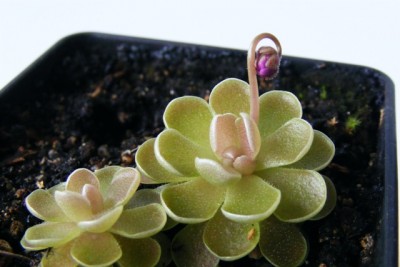 Pinguicula debbertiana'15..jpg