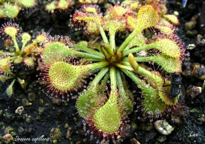 D. capillaris.jpg