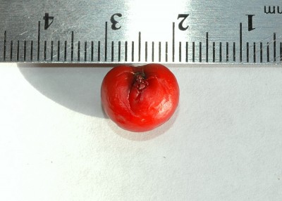 2007-4-27_Drosera_gigantea_tuber 048.jpg