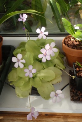 Pinguicula moranensis 2013.08.30.JPG