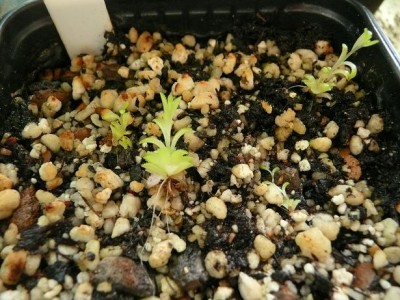 Pinguicula debbertiana.JPG