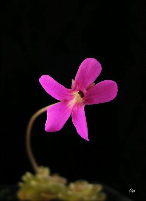 Pinguicula debbertiana'15.04.11.jpg