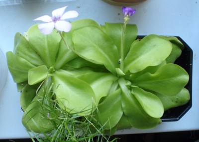 Morano tukle 2012.08.29.JPG