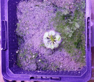 Drosera rupicola 2013-12-31 1.jpg