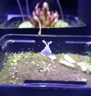 Utricularia sandersonii 2014-01-24.jpg