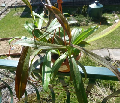nepenthes rebecca.JPG