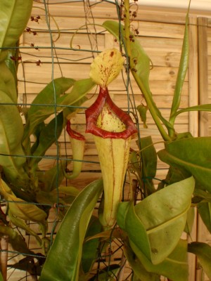 Nepenthes NoID (Kairenu bot.sodas) 2013 2.JPG