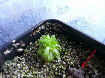 pinguicula_gracilis.JPG
