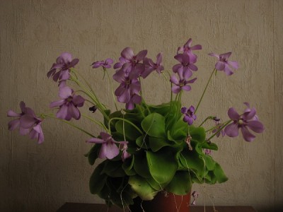 IMG_5030-vi.jpg