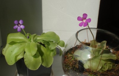 Pinguicula moranensis ir P. ehlersiae 2013.07.30 1.JPG