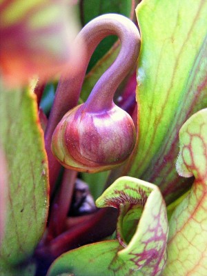 DSCF2761.JPG
