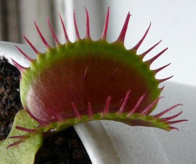 fuzzy.jpg