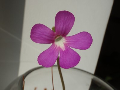 Pinguicula ehlersiae 2013.07.30 3.JPG