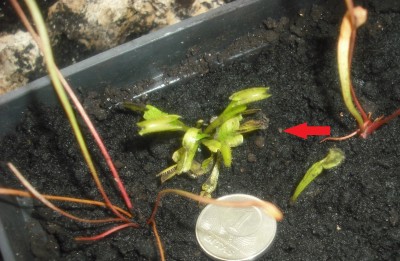 Dionaea muscipula 'shark teeth' didelis.JPG