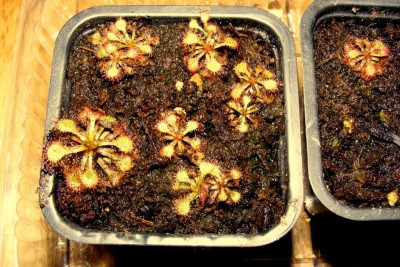 D. capilliaris.JPG