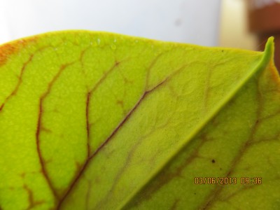 IMG_2665.JPG