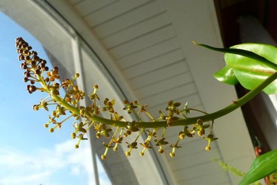 Nepenthes1.JPG