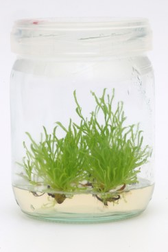 darlingtonia.jpg