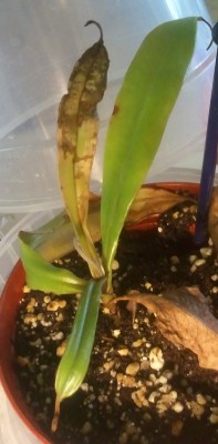 Asotenio lapas 2012-06-20.jpg