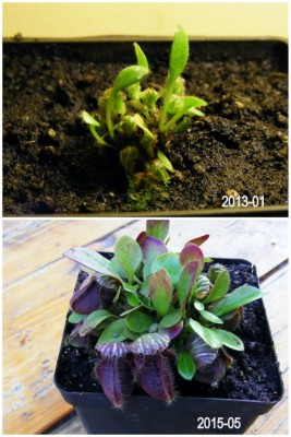 Cephalotus follicularis.jpg
