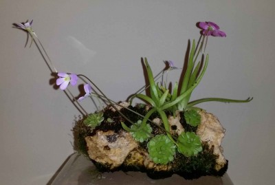 Luitas II 2014-12-10 1.jpg