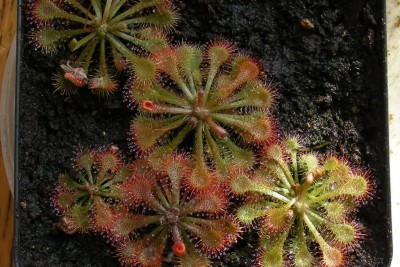 Drosera tokaiensis (2).JPG